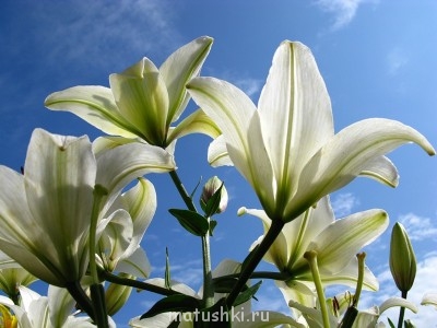 Вспоминая о.Даниила - лилии.jpg