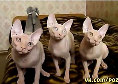 ПРО аватарки обсуждение -2 - Screenshot-128.jpg