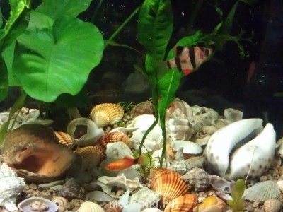 Аквариум. - IMAG0184.jpg