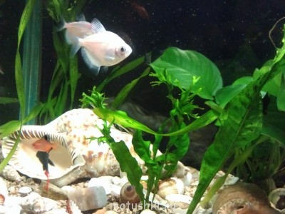 Аквариум. - IMAG0201.jpg