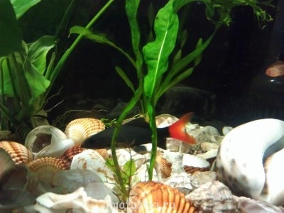 Аквариум. - IMAG0194.jpg