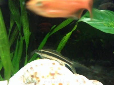 Аквариум. - IMAG0199.jpg