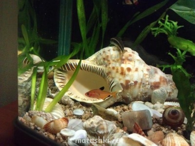 Аквариум. - IMAG0196.jpg