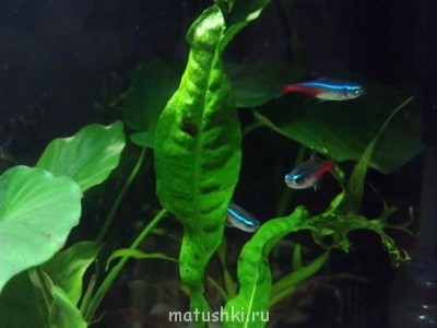 Аквариум. - IMAG0209.jpg