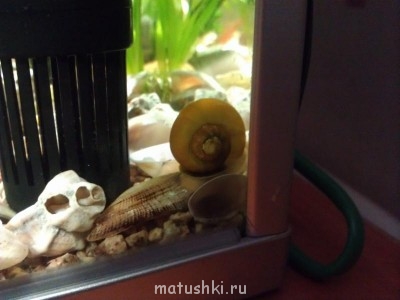 Аквариум. - IMAG0274.jpg