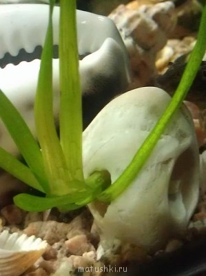 Аквариум. - IMAG0340.jpg