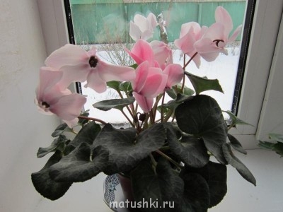 Re: Наши цветы - Изображение 050.jpg