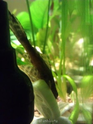 Аквариум. - IMAG0366.jpg