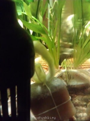 Аквариум. - IMAG0376.jpg