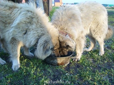 Птичий рынок  - SL271569.JPG