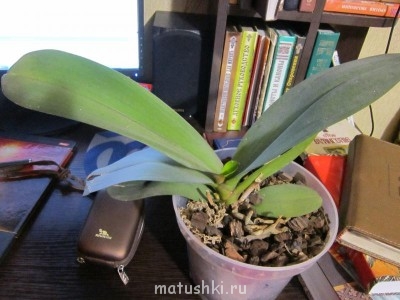 Орхидеи. - Изображение 054.jpg