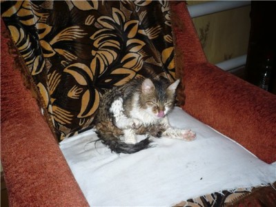 Приколы с нашими животными... - 6de9d5addcef.jpg