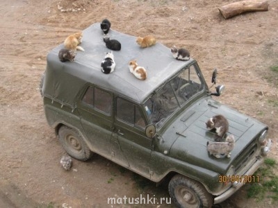 Кто там любит кошек? - 295997_167377066687059_100002442994900_325460_1793028493_n.jpg