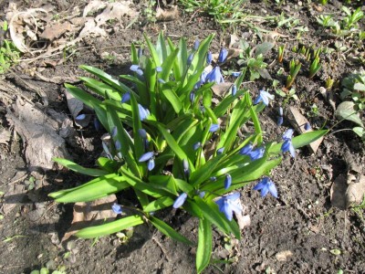 Наша дача - IMG_3757.JPG