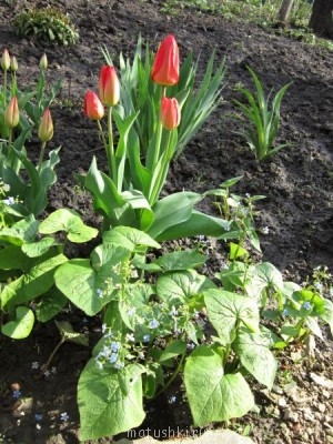 Наша дача - Изображение 006.jpg