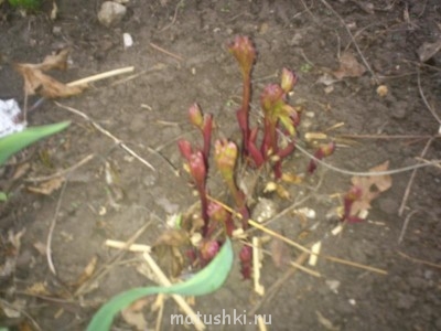 Наша дача - DSC_0309.JPG