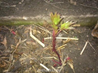 Наша дача - DSC_0310.JPG