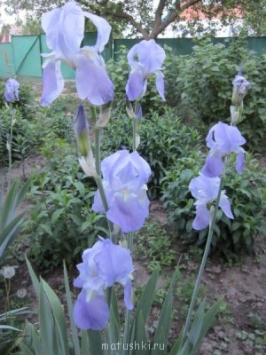 Re: Наши цветы - Изображение 020.jpg