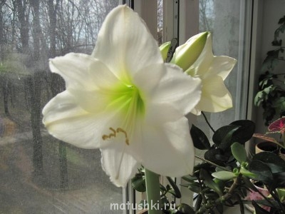 Re: Наши цветы - IMG_3414.jpg