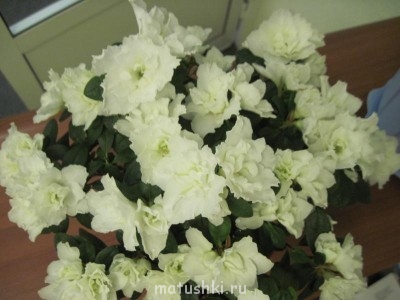 Re: Наши цветы - IMG_3558.jpg