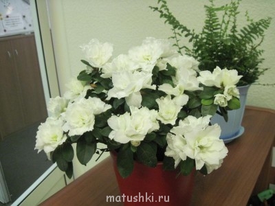 Re: Наши цветы - IMG_3555.jpg