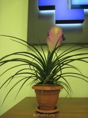 Re: Наши цветы - IMG_3556.jpg