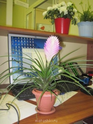 Re: Наши цветы - IMG_3557.jpg