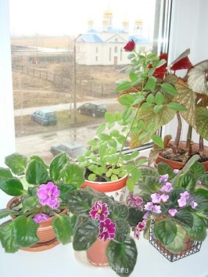 Re: Наши цветы - цветочки.jpg