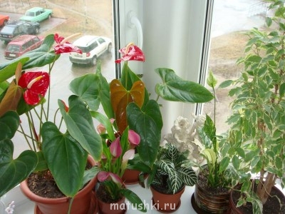 Re: Наши цветы - цветочки2.jpg