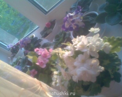 Re: Наши цветы - Фото093.jpg