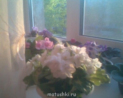 Re: Наши цветы - Фото091.jpg