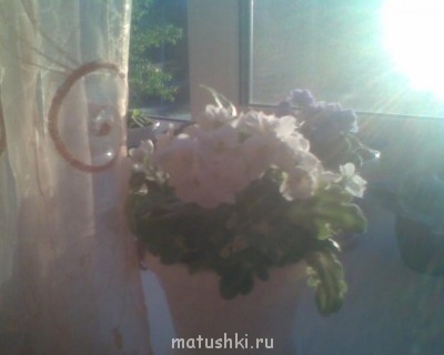 Re: Наши цветы - Фото084.jpg