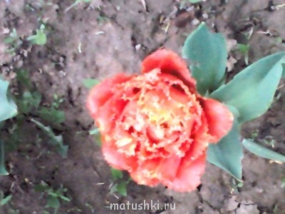 Re: Наши цветы - IMG136.jpg