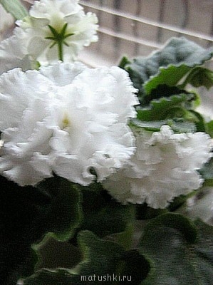 Re: Наши цветы - 47479cf89f3fb03882e38c0e2153f8b2.jpg