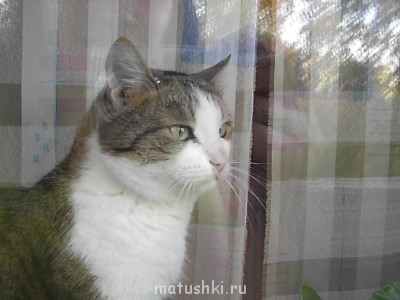 Подобрали бездомного котенка - Изображение 1857.jpg