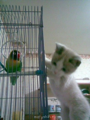 Подобрали бездомного котенка - Изображение 1971.jpg