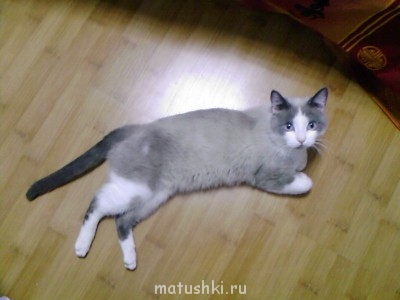 Подобрали бездомного котенка - Изображение 2490.jpg