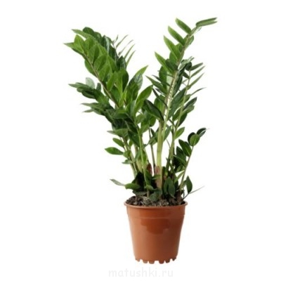 Re: Наши цветы - photo-08-zamiokuljkas-aroidnye.jpg