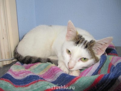 Подобрали бездомного котенка - IMG_3146.JPG