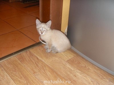 Подобрали бездомного котенка - SANY1999.JPG