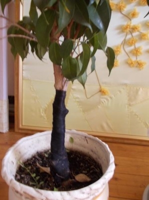 Re: Наши цветы - DSCN0343.JPG