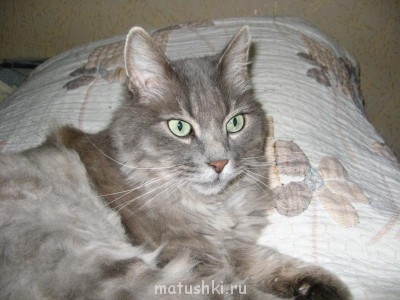 Кто там любит кошек? - IMG_1501.JPG