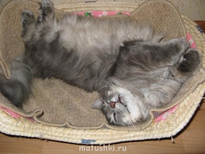 Кто там любит кошек? - IMG_1389.JPG