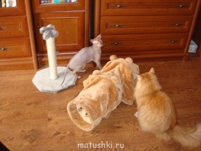 Кто там любит кошек? - DSC04244.JPG