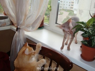 Кто там любит кошек? - DSC04242.JPG