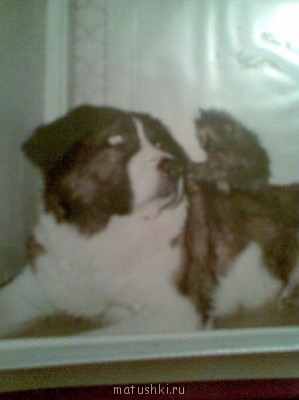 Кто там любит кошек? - новые фото 091.jpg