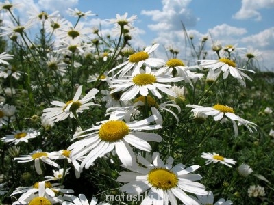 Молитвы о помощи в учении - 1260183214_55.jpg