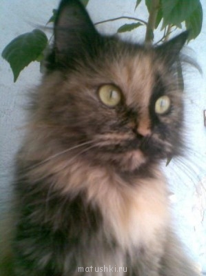 Кто там любит кошек? - Фото119.jpg