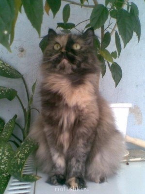 Кто там любит кошек? - Фото118.jpg