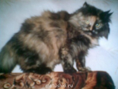 Кто там любит кошек? - новые фото 538.jpg